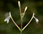 Rhinacanthus zambesiacus