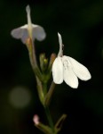 Rhinacanthus zambesiacus