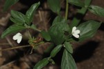 Rhinacanthus zambesiacus