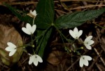 Rhinacanthus zambesiacus