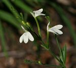 Rhinacanthus zambesiacus