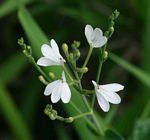 Rhinacanthus zambesiacus