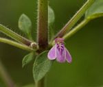 Justicia heterocarpa subsp. dinteri