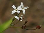 Kohautia cynanchica