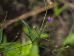 Oldenlandia affinis var. fugax