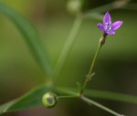 Oldenlandia affinis var. fugax