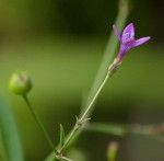 Oldenlandia affinis var. fugax