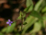 Oldenlandia affinis var. fugax