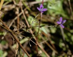 Oldenlandia affinis var. fugax