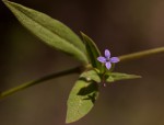 Oldenlandia affinis var. fugax