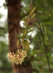 Crossopteryx febrifuga