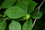 Gardenia resiniflua subsp. resiniflua