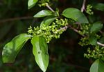 Vangueria esculenta