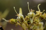 Vangueriopsis lanciflora