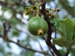 Vangueriopsis lanciflora