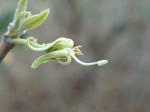 Vangueriopsis lanciflora