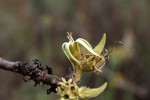 Vangueriopsis lanciflora