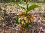 Vangueria ferruginea