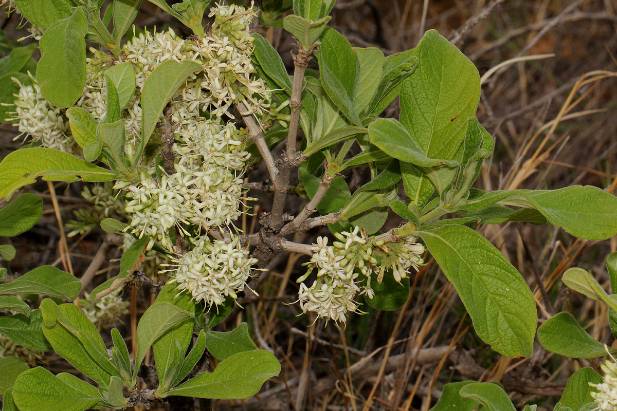 Pavetta schumanniana