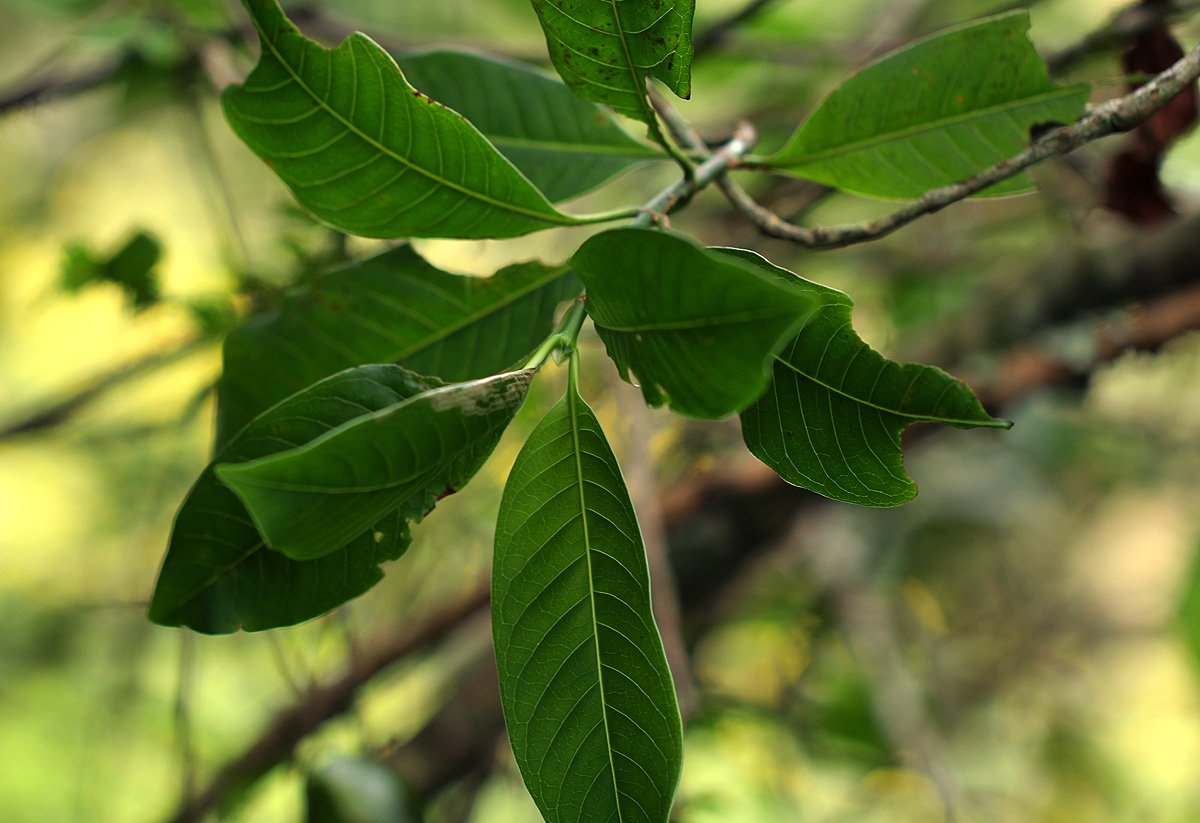 Psychotria zombamontana