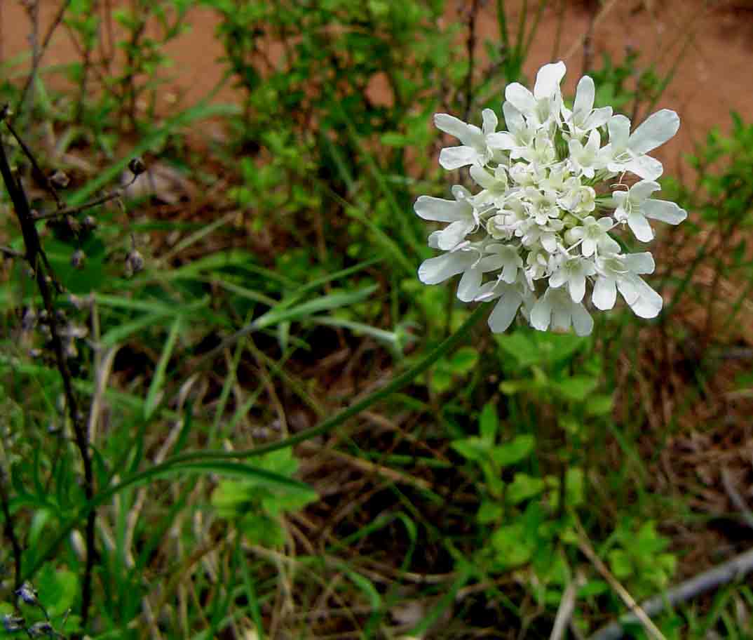 Scabiosa columbaria