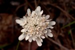 Scabiosa columbaria