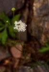 Scabiosa columbaria