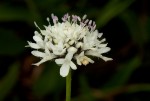 Scabiosa columbaria