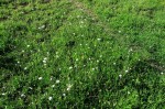 Scabiosa columbaria