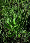 Scabiosa columbaria