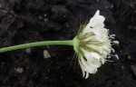 Scabiosa columbaria