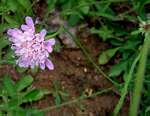 Scabiosa columbaria