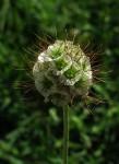 Scabiosa columbaria