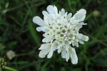 Scabiosa columbaria