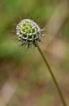 Scabiosa columbaria