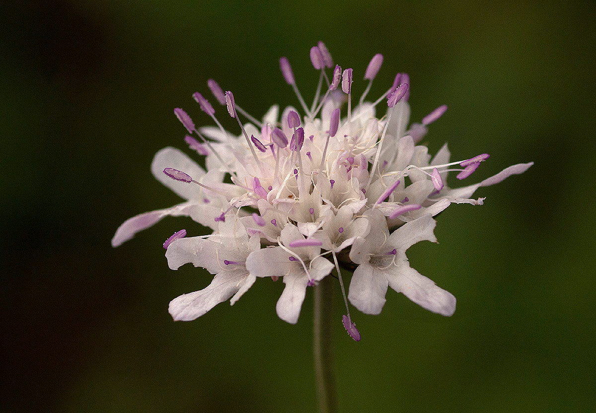 Scabiosa columbaria