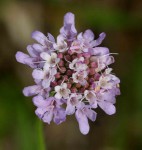 Scabiosa columbaria