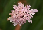 Scabiosa columbaria