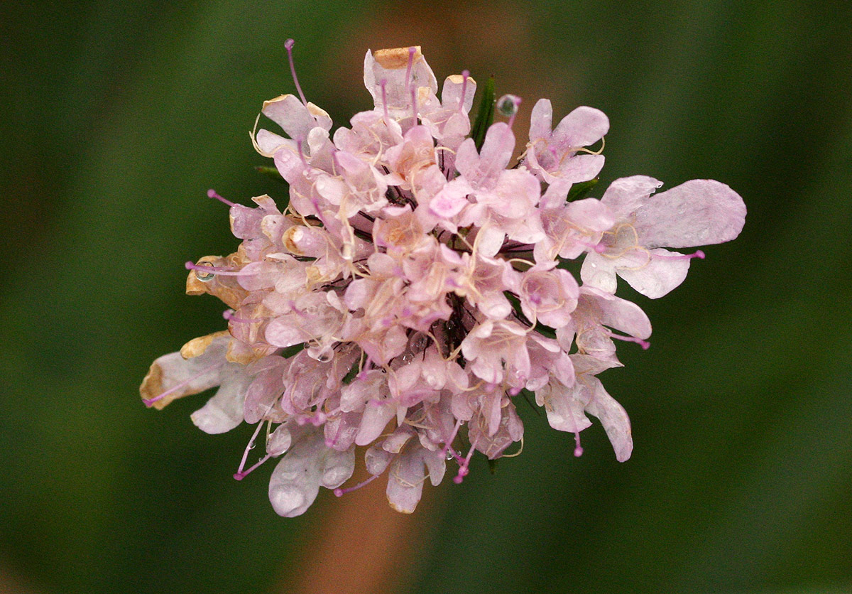 Scabiosa columbaria