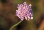 Scabiosa columbaria