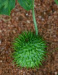 Cucumis anguria var. anguria