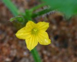 Cucumis anguria var. anguria