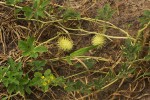 Cucumis anguria var. anguria