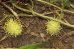 Cucumis anguria var. anguria