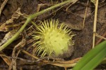 Cucumis anguria var. anguria