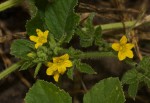 Cucumis anguria var. anguria