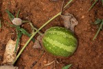 Cucumis hirsutus