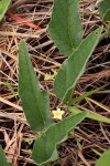 Cucumis hirsutus