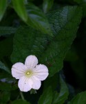 Cucumis hirsutus