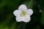 Cucumis hirsutus